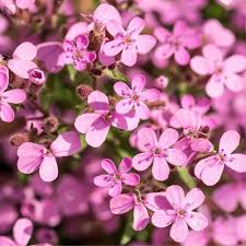 images (13)